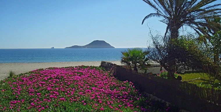 La Manga Strip Flowers